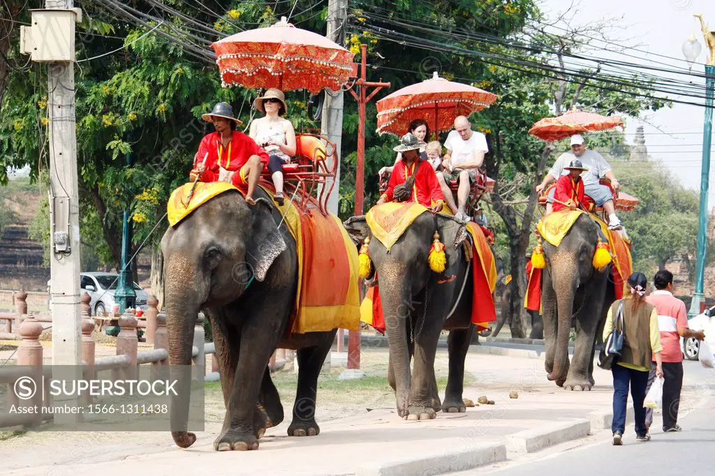 Elephant, Ayutthaya, Thailand.