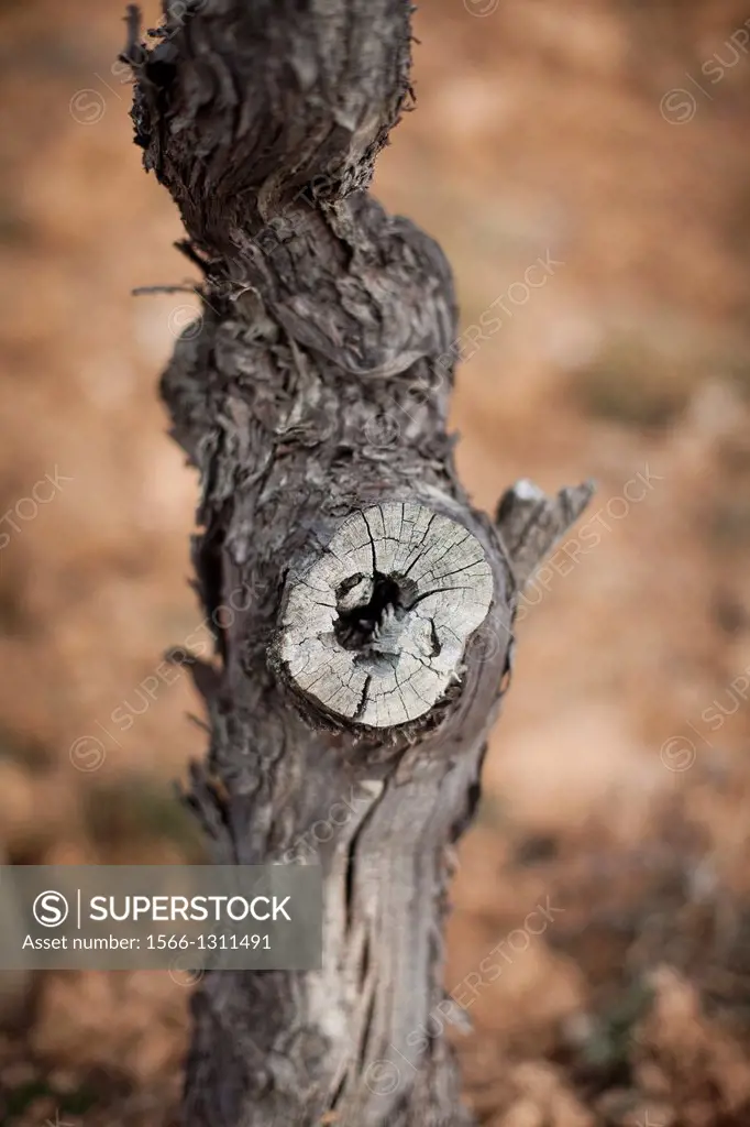 Trunk of a vineyard in Priorato, Catalonia, Spain