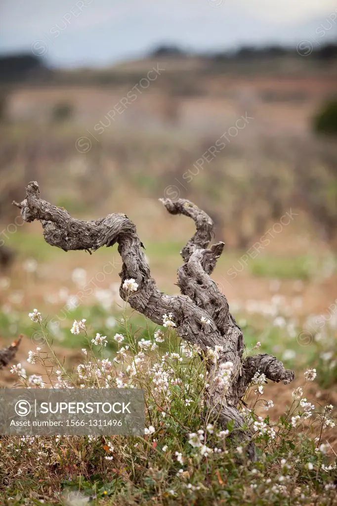 Vineyards of Priorat, Catalonia, Spain
