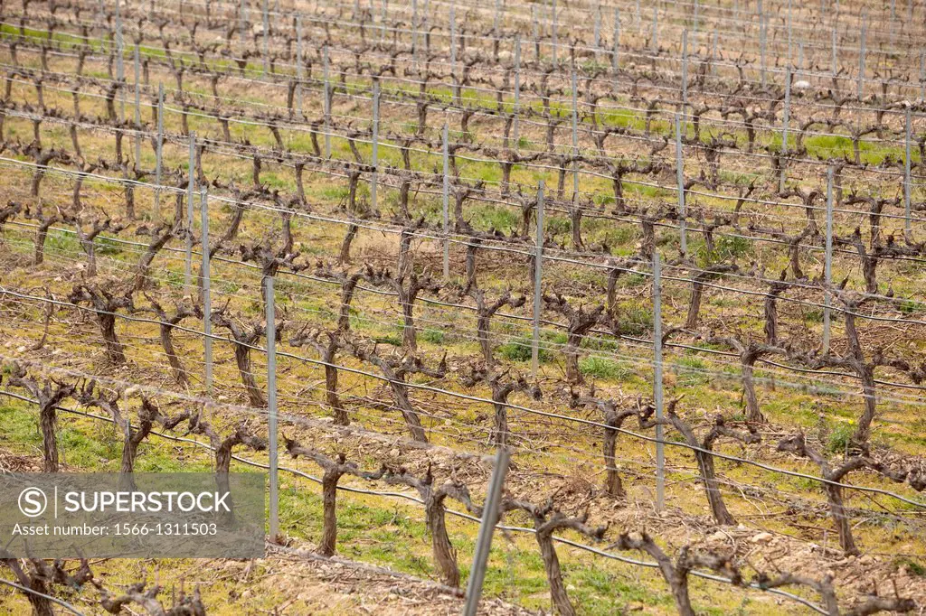 Vineyards of Priorat, Catalonia, Spain