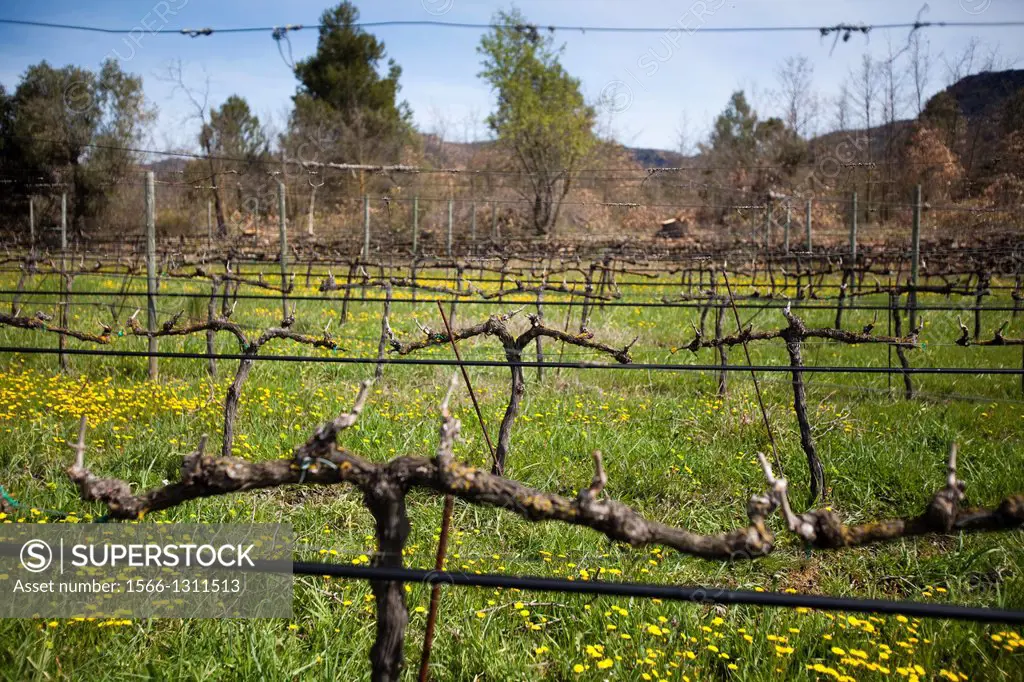 Vineyards of Priorato, Catalonia, Spain