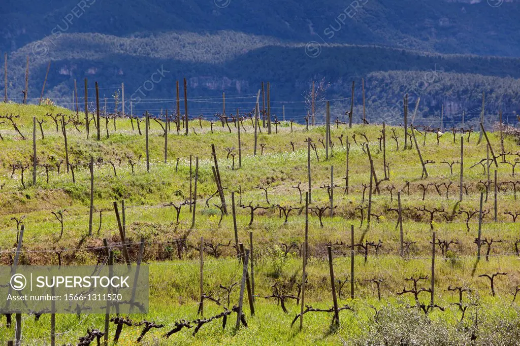 Vineyards of the Priorato, Catalonia, Spain