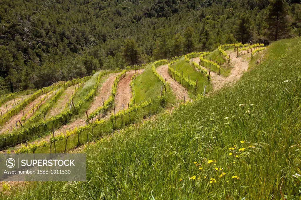 Vineyards in the Priorat. Catalonia, Spain