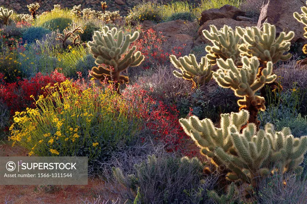 Backlight on Brittlebush, Jumping Cholla, and Chuparosa in bloom near Plum Canyon, Anza-Borrego Desert State Park, California USA.