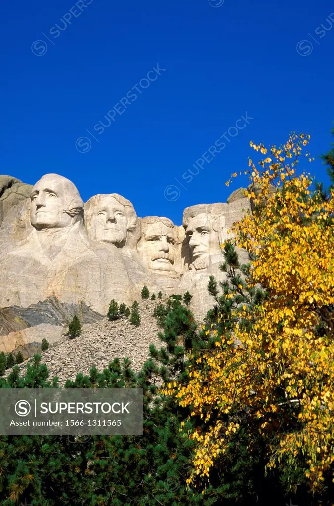 Morning light on Mount Rushmore and fall color under blue sky, Mount Rushmore National Memorial, South Dakota.