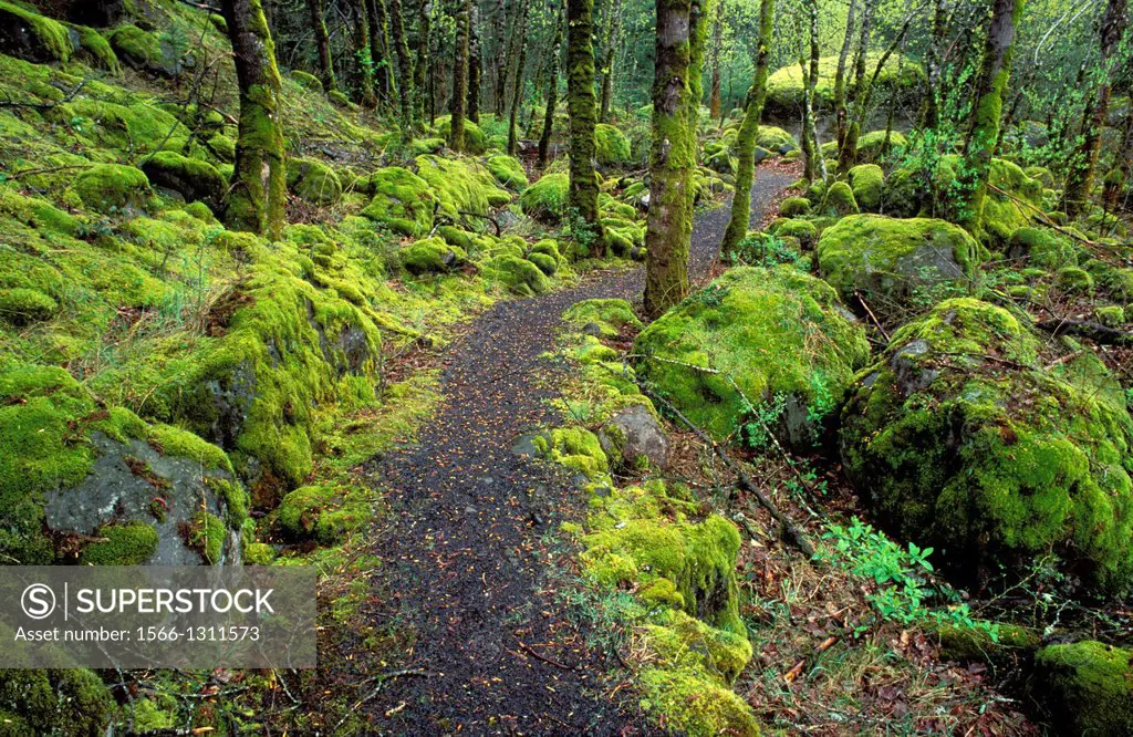 Trail through moss covered forest along the Columbia River, Fort Cascade National Historic Site, Washington USA.