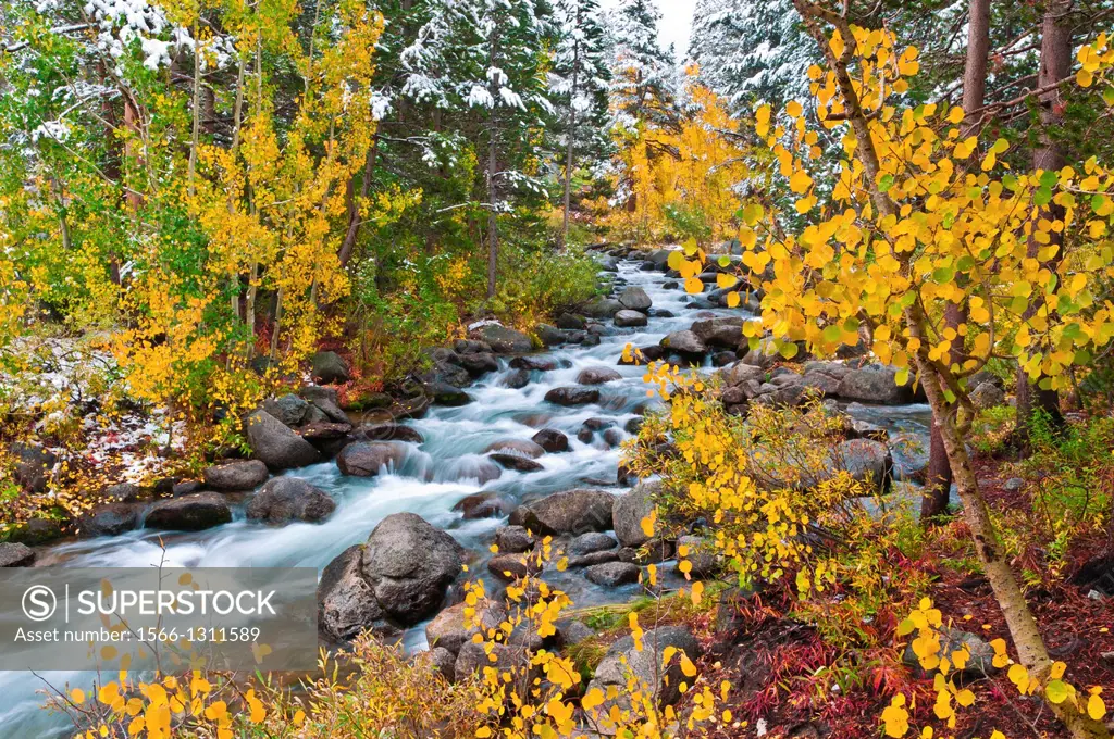 Fresh snow on fall aspens and pines along Bishop Creek, Inyo National Forest, Sierra Nevada Mountains, California USA.