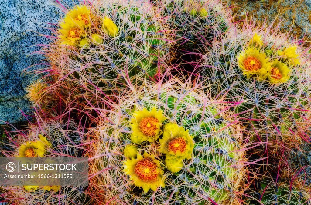 Barrel cactus in bloom, Anza-Borrego Desert State Park, California USA.