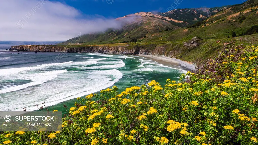 Wildflowers above Sand Dollar Beach, Los Padres National Forest, Big Sur, California USA.