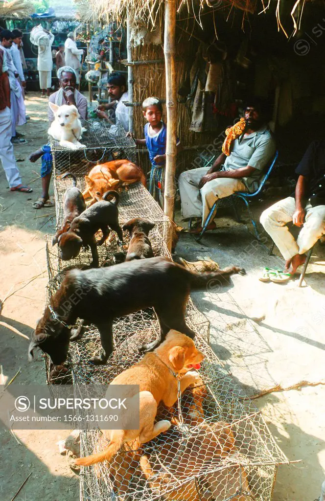 dogs for sale at animal fair at Sonpur, India
