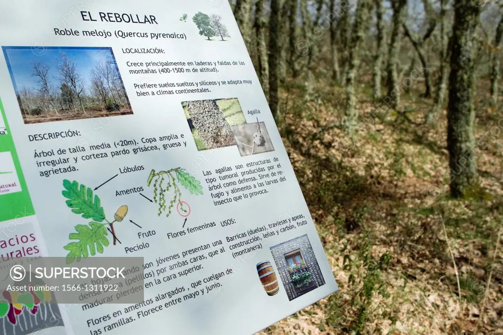 Information sign about oakwood in Sierra de Francia-Las Batuecas Natural Park. Salamanca province, Castilla y León. Spain.