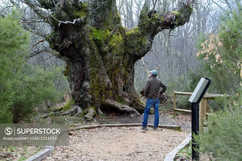 One of the oldest chestnut Castanea sativa of Sierra de Francia-Las Batuecas Natural Park. Salamanca province, Castilla y León. Spain.