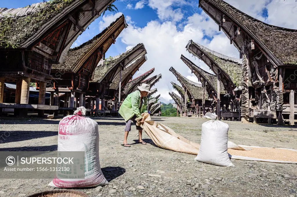 Woman drying rice on the floor, Tana Toraja, Sulawesi, Indonesia.