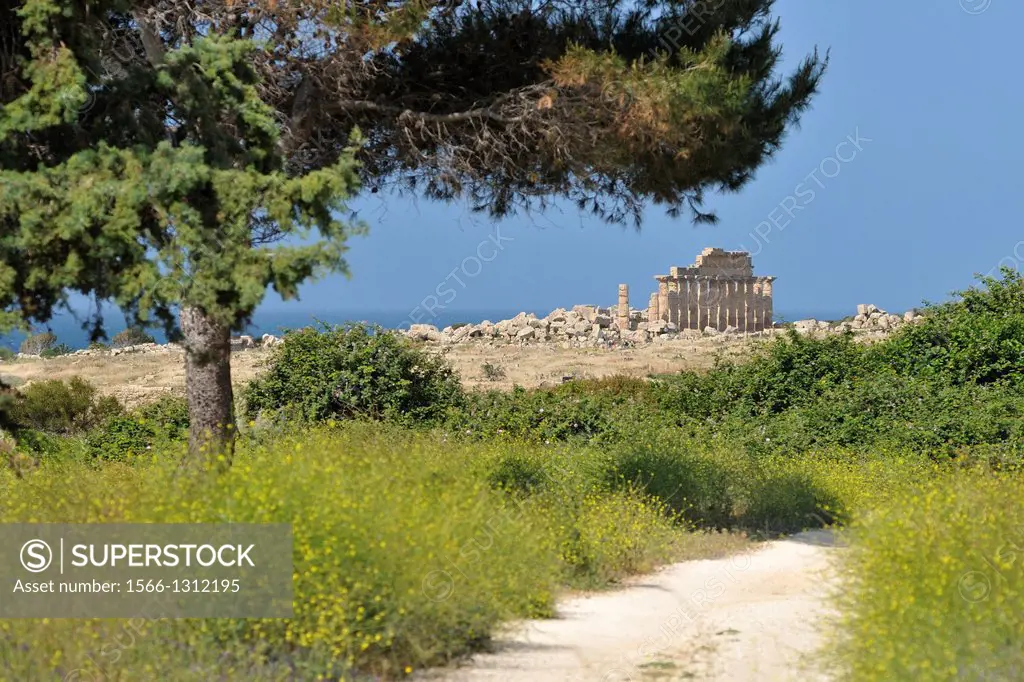 Selinunte. Sicily. Italy. Temple C amidst the ruins of the acropolis.