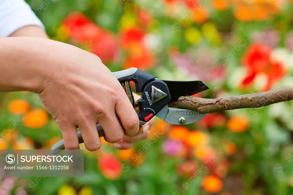 Gardener cutting bush, Pruning secateurs, Hand tool, Garden,.