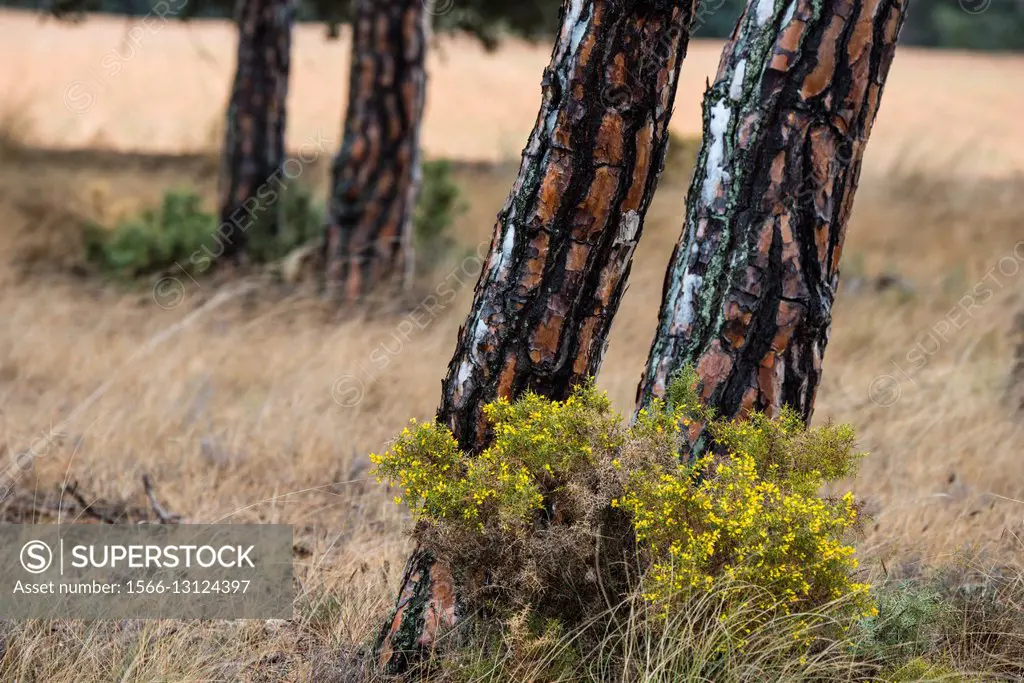 Stone pine (Pinus pinea) trunks, Almansa, Albacete province. Spain.