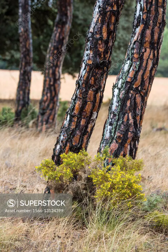 Stone pine (Pinus pinea) trunks, Almansa, Albacete province. Spain.