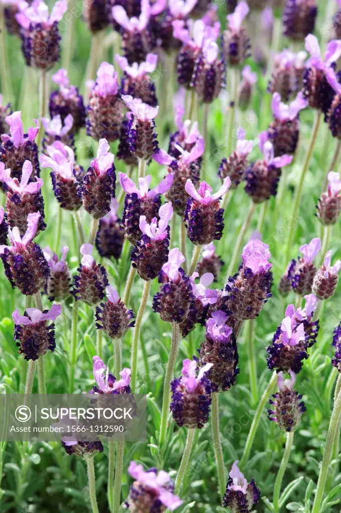 French Lavender, Lavandula Stoechas, Blooming.