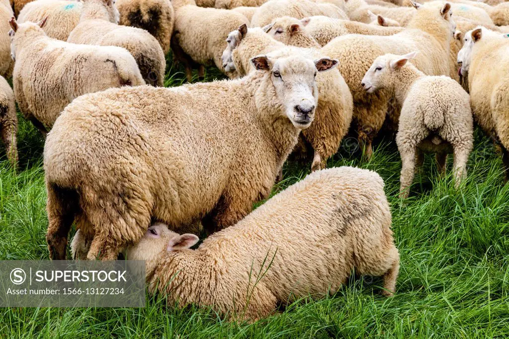 A Lamb Feeding From Its Mother, Sheep Farm, Pukekohe, North Island, New Zealand.
