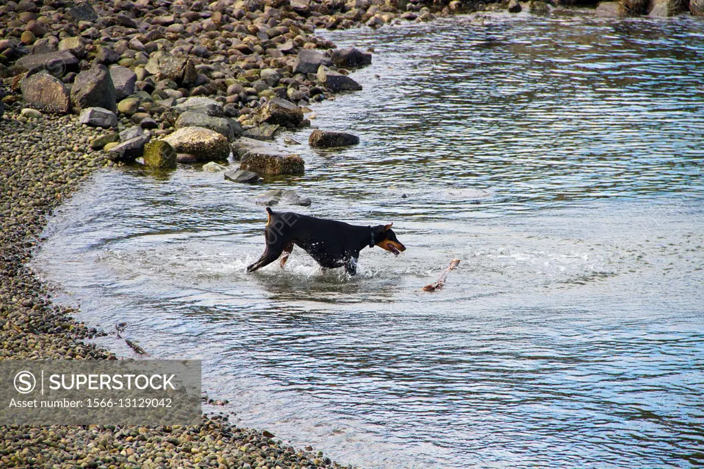 A dog plays with a stick in the water in Tacoma, Washington, USA.