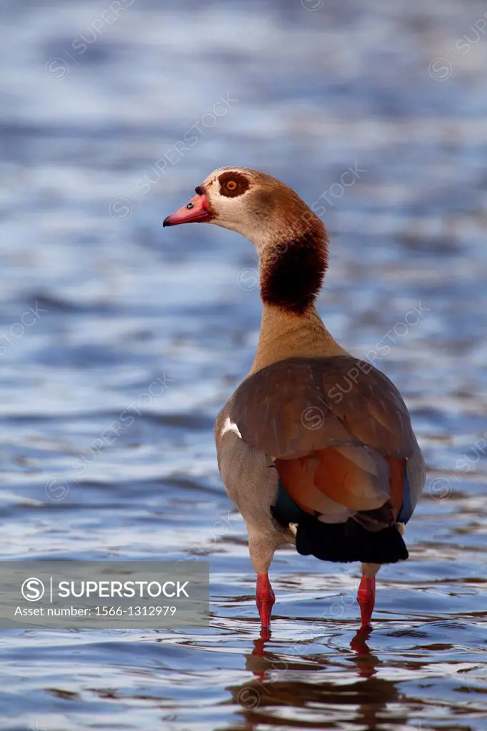 Egyptian goose (Alopochen aegyptiaca), in the water, Kruger National Park, South Africa.