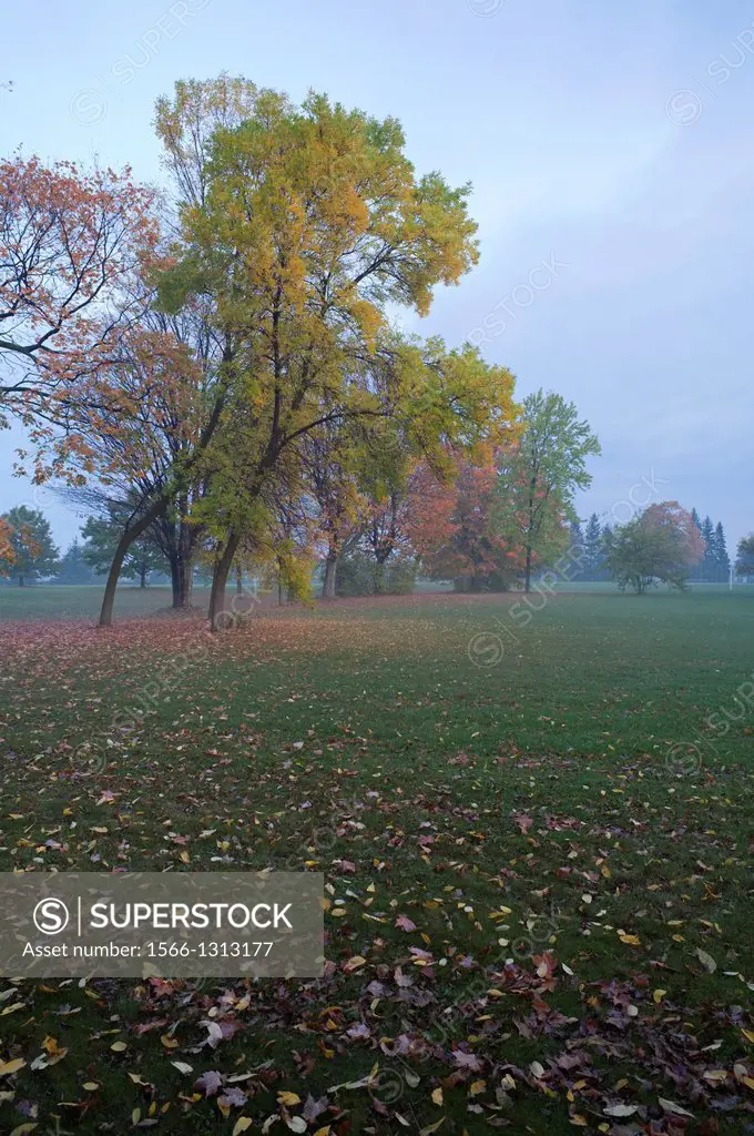 Misty park Scene during autumn in Markham, Ontario, Canada.