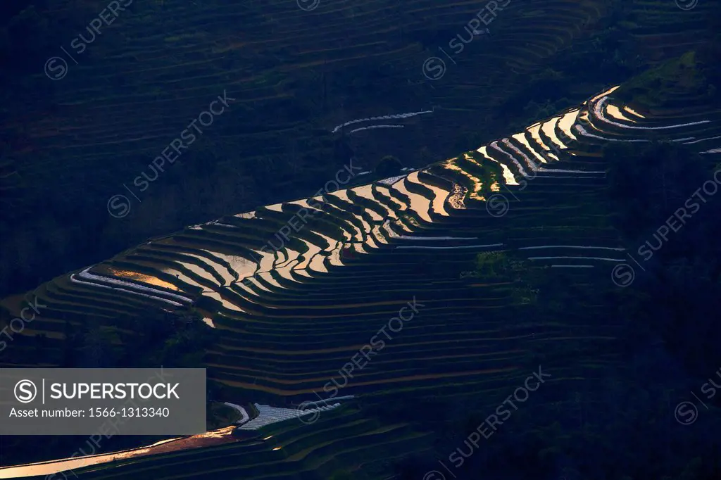 China , Yunnan province , Hani people, Yuanyang , sunset at Laohuzui, rice terraces.