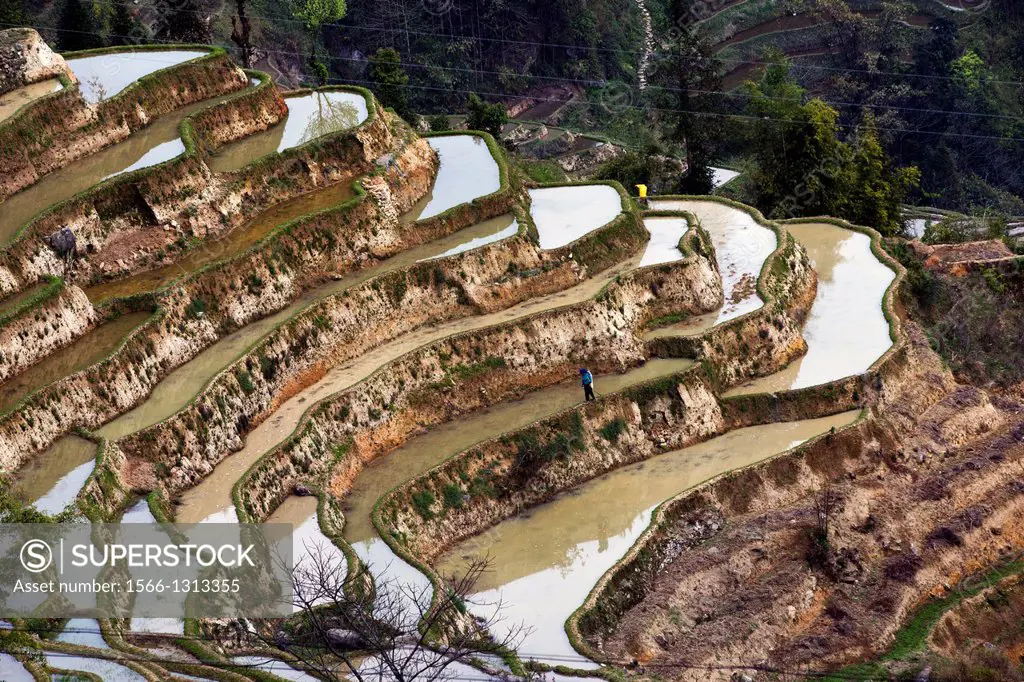 China , Yunnan province , Hani people, Yuanyang , Dongpu village, rice terraces.