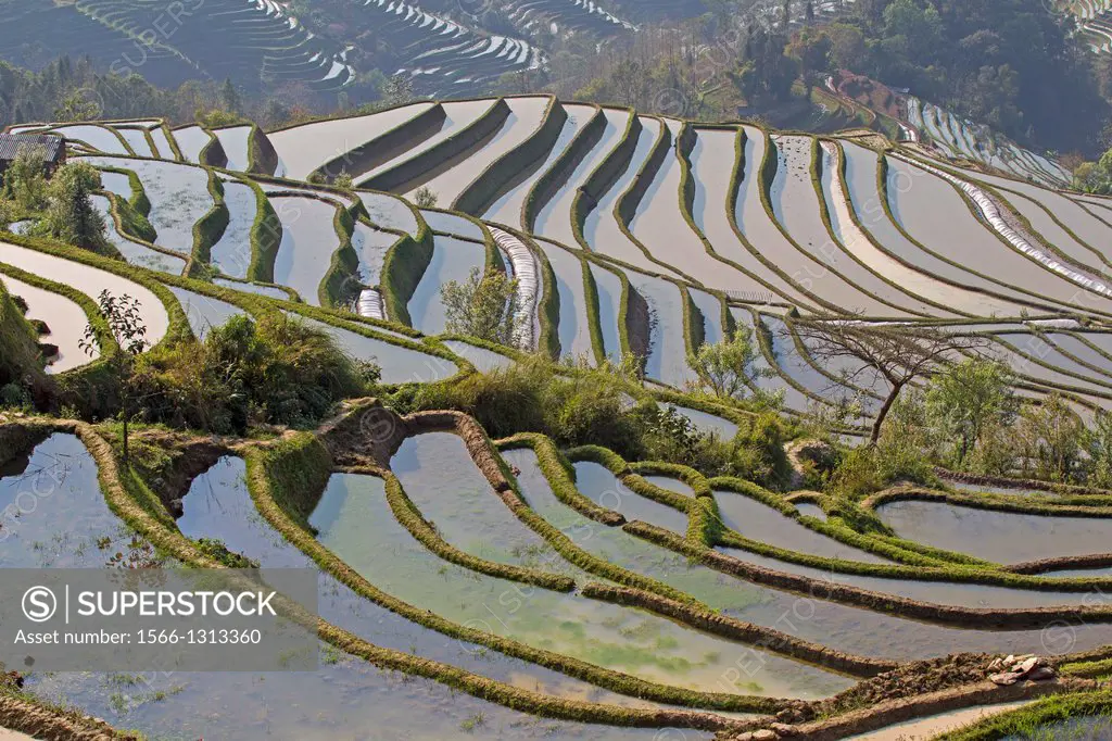 China , Yunnan province , Hani people, Yuanyang , Mengpin village, rice terraces.