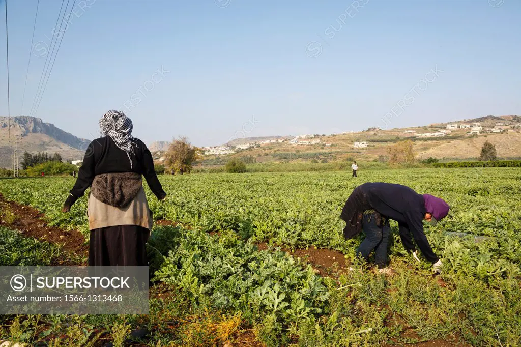 Women working in the field, Golan Heights, Israel.