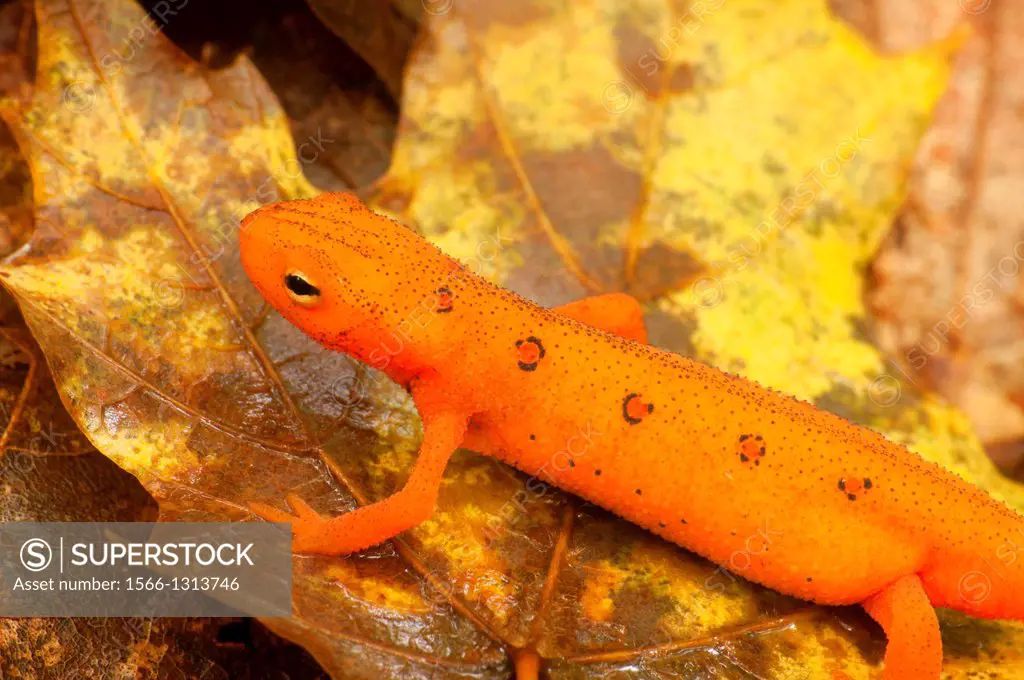Red eft, Tunxis State Forest, Connecticut.