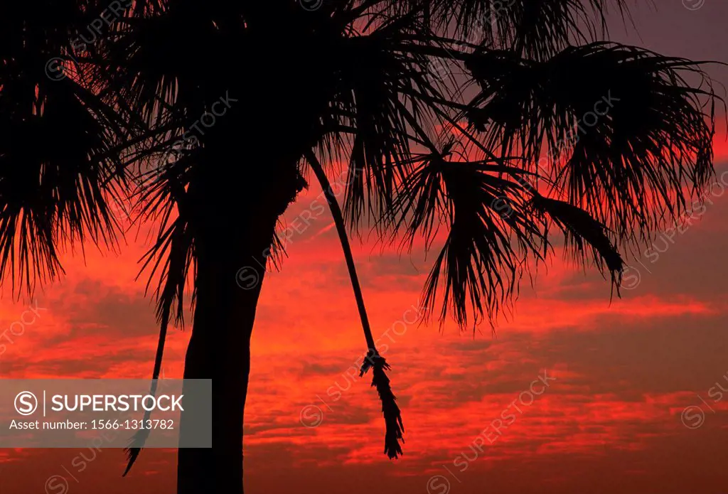 Palm sunset, Myakka River State Park, Florida.
