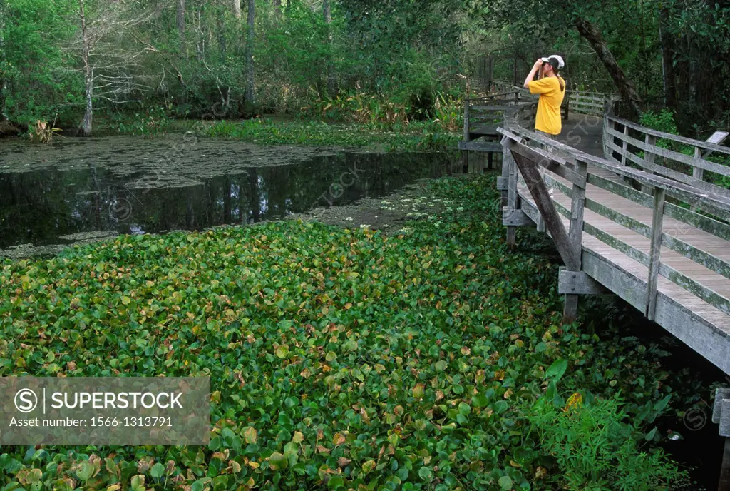 Boardwalk at Lettuce Lake, Corkscrew Swamp Sanctuary, Florida.