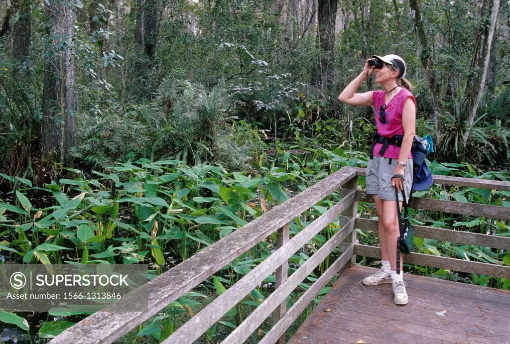 Wildlife viewing on Boardwalk Nature Trail, Corkscrew Swamp Sanctuary, Florida.
