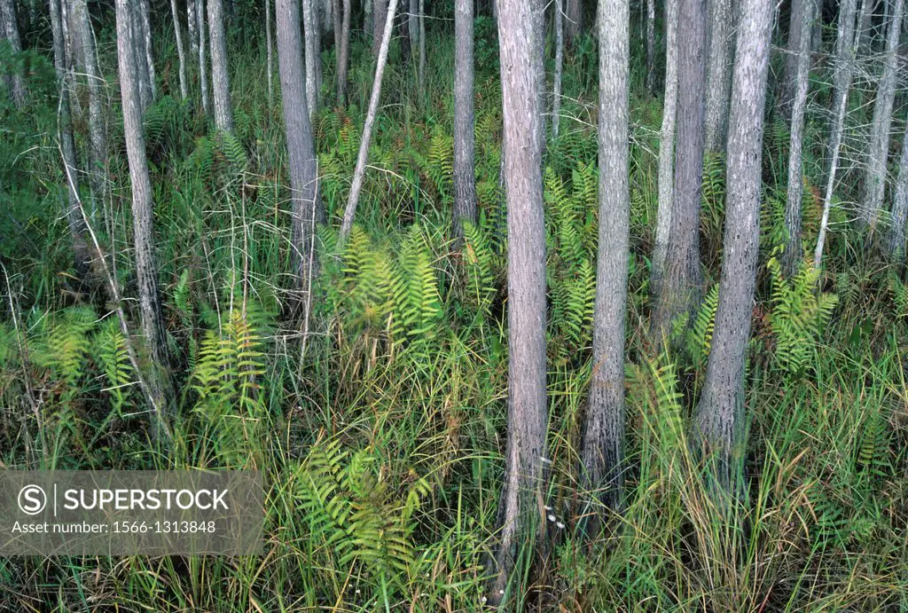 Cypress forest along Boardwalk Nature Trail, Corkscrew Swamp Sanctuary, Florida.