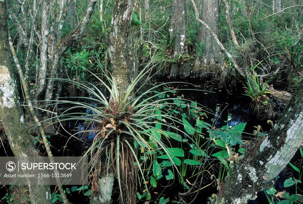Epiphyte along Boardwalk Nature Trail, Corkscrew Swamp Sanctuary, Florida.