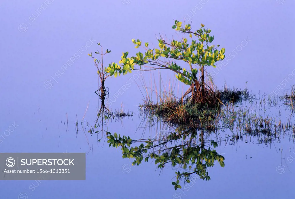 Mangrove reflection along Black Point Wildlife Drive, Merritt Island National Wildlife Refuge, Florida.