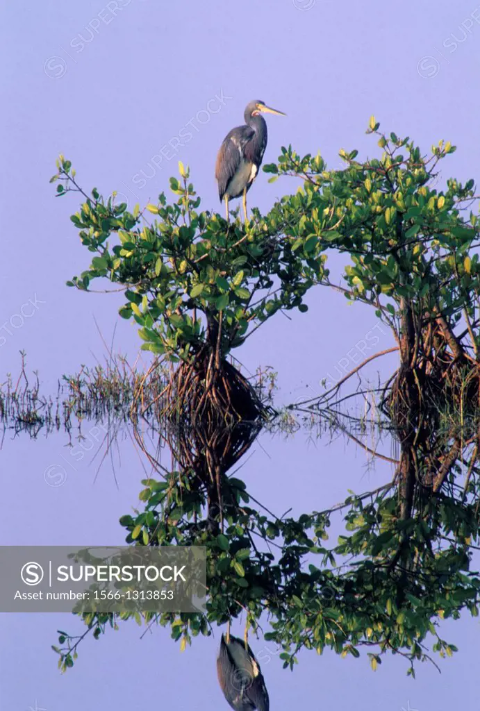 Tricolor heron on mangrove, Merritt Island National Wildlife Refuge, Florida.