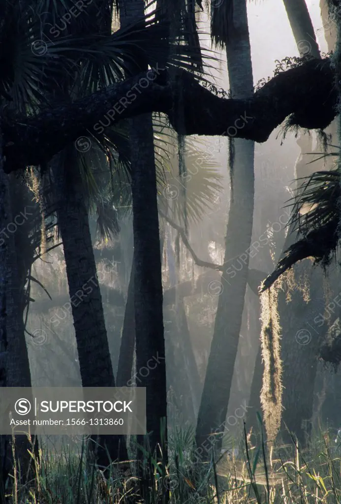Palm trunks, Myakka River State Park, Florida.