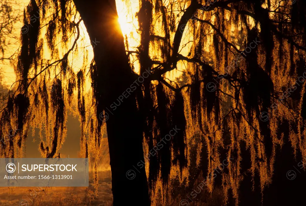Sunrise tree with Spanish moss (Tillandsia usneoides) at Silver Lake, Withlacoochee State Forest, Florida.