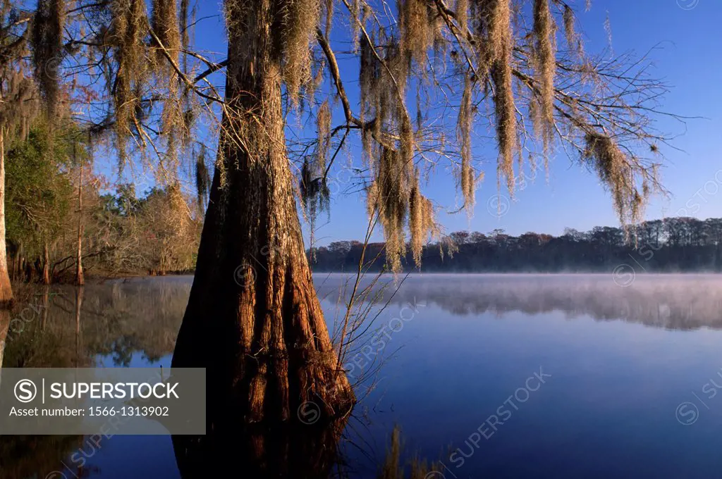 Bald cypress at Silver Lake, Withlacoochee State Forest, Florida.