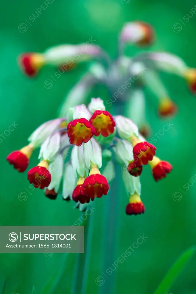 Red Cowslips (Primula veris), a form of Primrose or Primula, which flowers in spring.