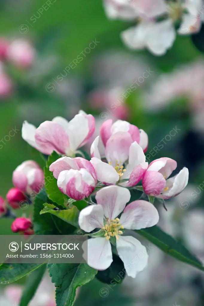Close-up detail of Apple blossoms in a small farmyard orchard, County Westmeath, Ireland.
