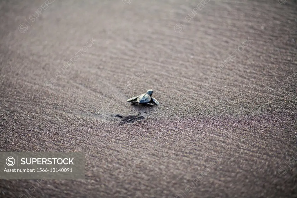 Guatemala, baby sea turtle going to the ocean