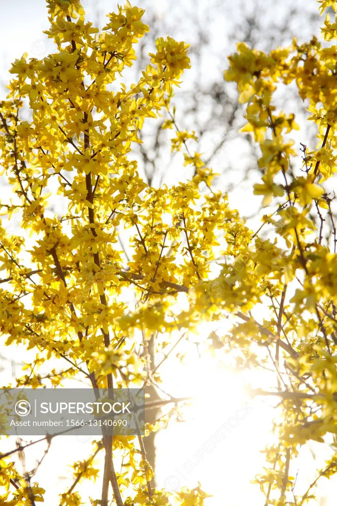 Backlit yellow Forsythia blossoms in the spring.