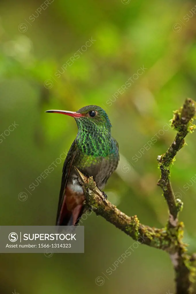 Rufous-tailed Hummingbird Amazilia tzacatl, Costa Rica