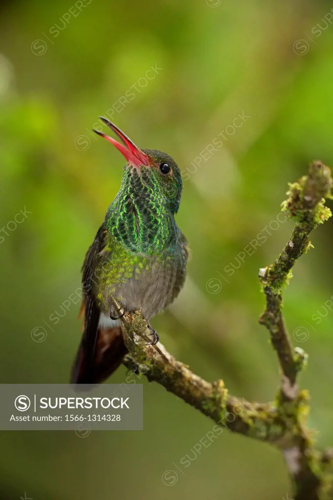 Rufous-tailed Hummingbird Amazilia tzacatl, Costa Rica