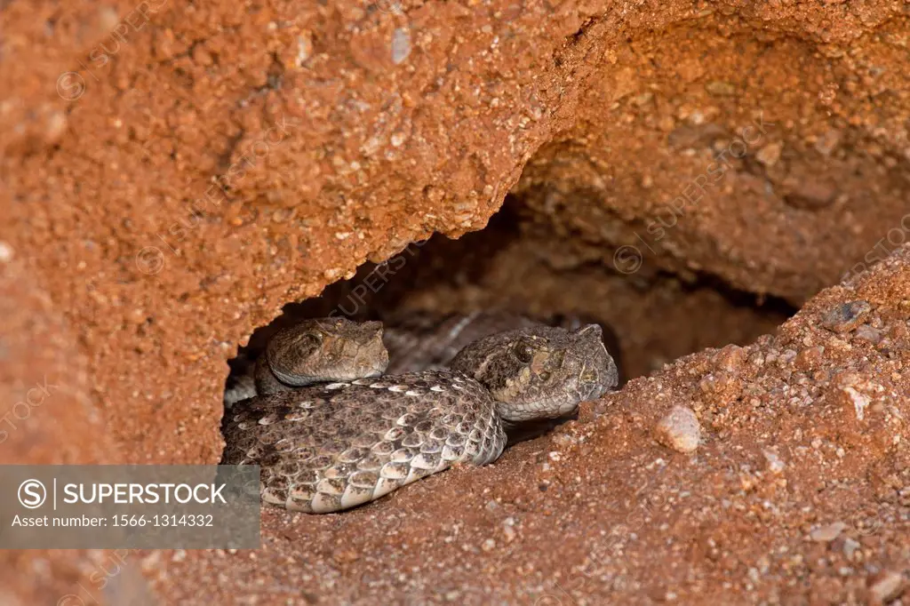 Western Diamond-backed Rattlesnakes - Crotalus atrox -Arizona - Sonoran desert - emerging from winter hibernation site