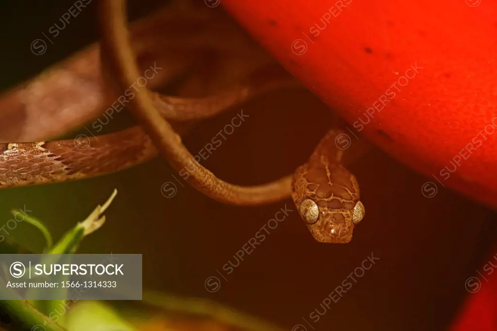 Blunthead Tree Snake, Imantodes cenchoa, Costa Rica, arboreal, tropical rainforest
