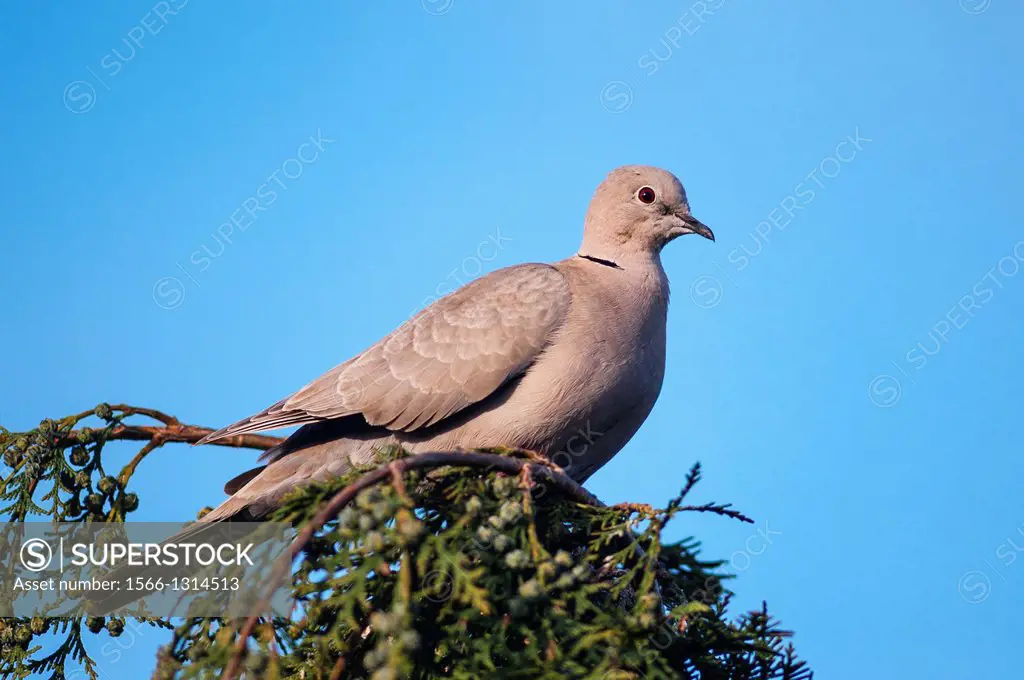 A Collared Dove (Streptopelia decaocto) in the uk.